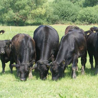Moor oxen (c) Association "around the moor