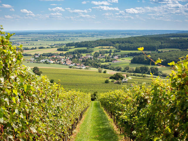 Burgenland vineyards