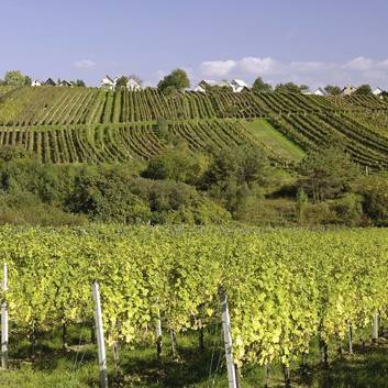 Vineyard in southern Burgenland