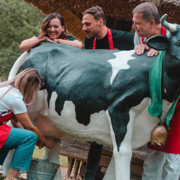 Cow milking during team building in the Dazumal